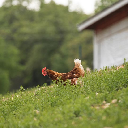 Picture of a hen
