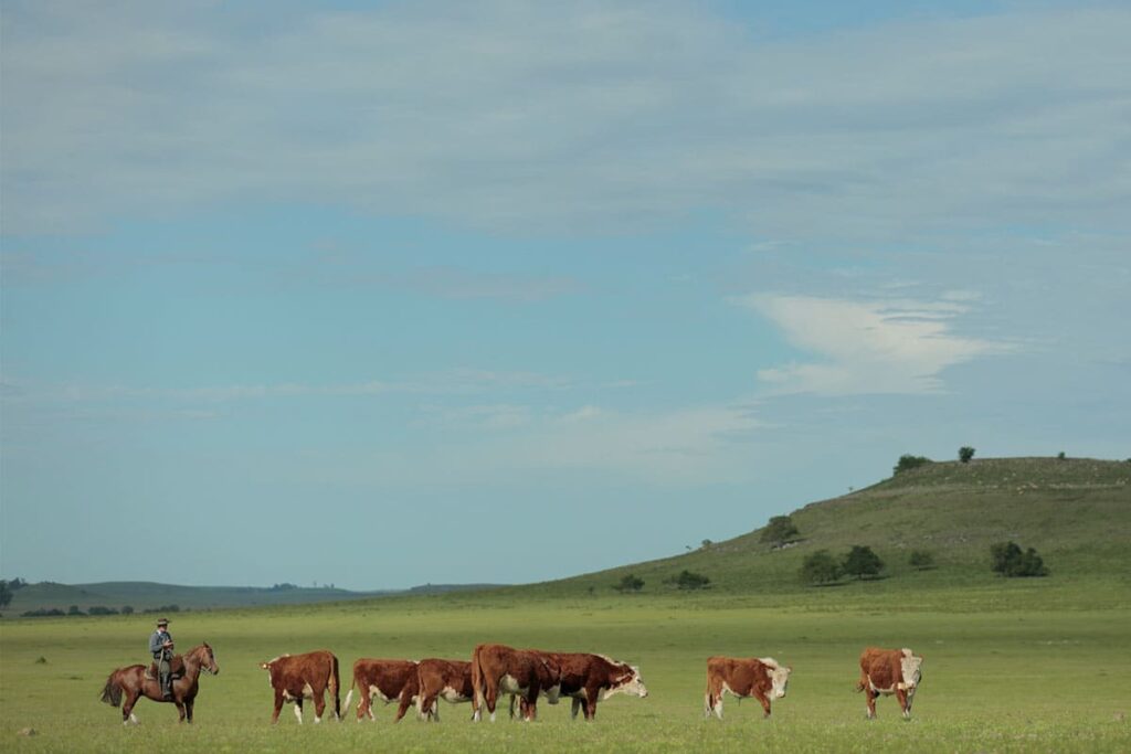 Cows in a field